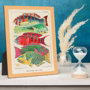 Fische des Great Barrier Reef Fotoplatte