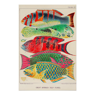 Fische des Great Barrier Reef Poster