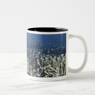 Fische, die über totem Riff schwimmen Zweifarbige Tasse