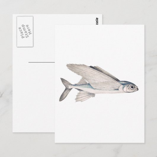 Fische Exocoetidae Postkarte (Vorne/Hinten)