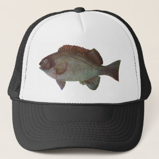 Fische - FelsenBlackfish - Girella elevata Truckerkappe