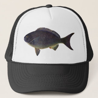 Fische - Goldmakrele - Girella cyanea Truckerkappe