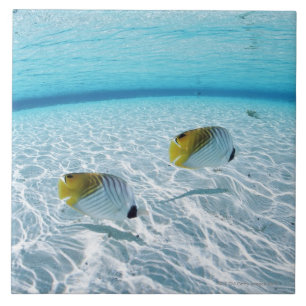 Fische im Meer 2 Fliese