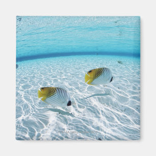 Fische im Meer 2 Magnet
