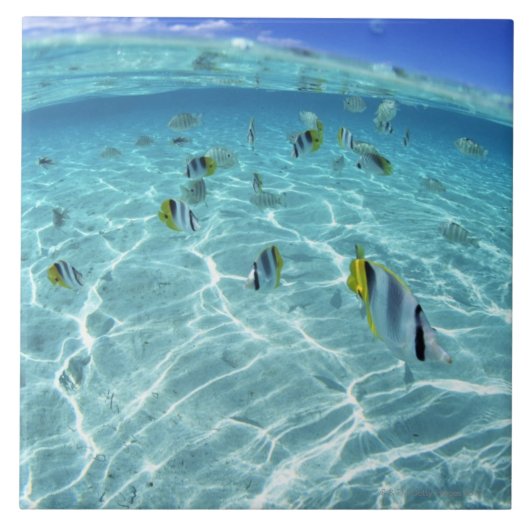 Fische im Meer 3 Fliese (Vorderseite)