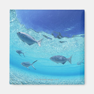 Fische im Meer 4 Magnet
