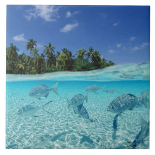 Fische im Meer Fliese