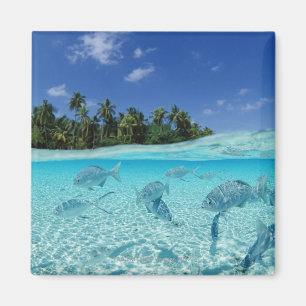 Fische im Meer Magnet