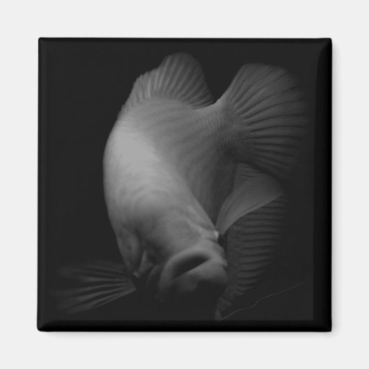 Fische im Tankportrait Magnet (Vorne)