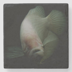 Fische im Tankportrait Steinuntersetzer