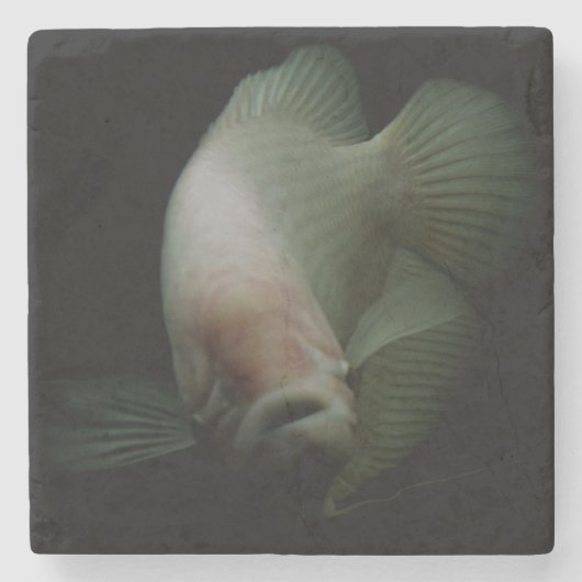 Fische im Tankportrait Steinuntersetzer (Vorderseite)