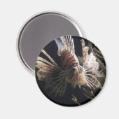 Fische in Meerestiefen Magnet (Vorderseite/Rückseite)