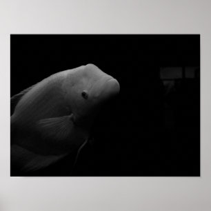 Fische in Tank Poster