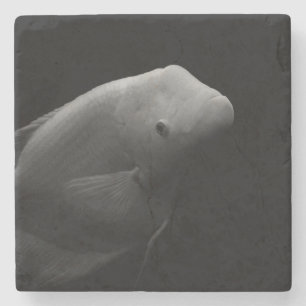 Fische in Tank Steinuntersetzer