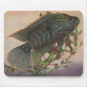 Fische - Jack Dempsey - Archocentrus octofasciatus Mousepad (Vorne)
