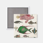 Fische Magnet (Vorderseite/Rückseite)