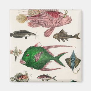 Fische Magnet