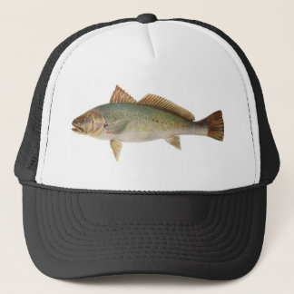 Fische - Mulloway - Sciaena die Antarktis Truckerkappe