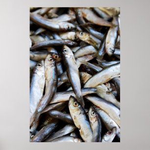 Fische Nahaufnahme Poster