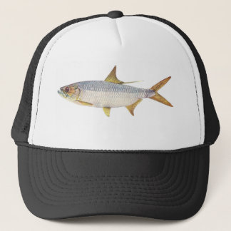 Fische - Ochsenauge-Heringe - Megalops cyprinoides Truckerkappe