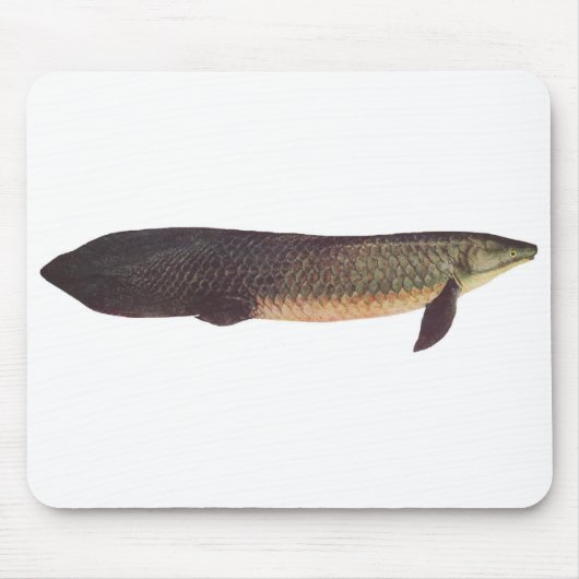 Fische - Qld. Lungfish - Neoceratodus forsteri Mousepad (Vorne)