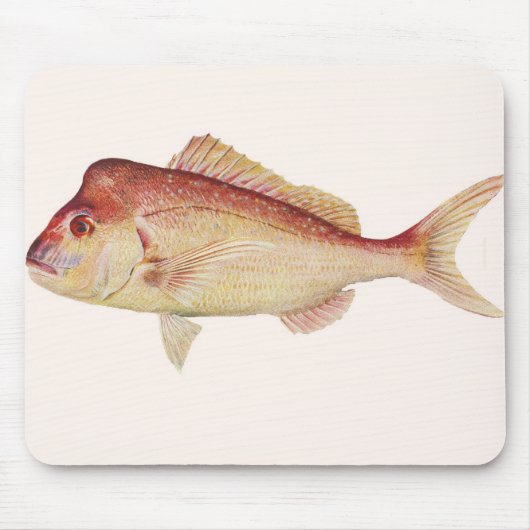Fische - Rotbarsch - Chrysophrys guttulatus Mousepad (Vorne)
