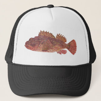 Fische - roter Felsen-Kabeljau - Scorpaena Truckerkappe