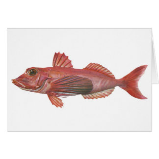 Fische - Scharf-Schnabelförmiger Gurnard