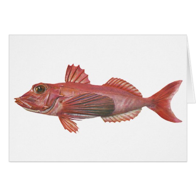 Fische - Scharf-Schnabelförmiger Gurnard (Vorderseite (Horizontal))