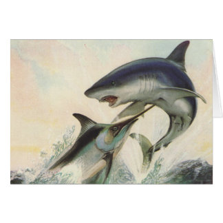 Fische - schwarzer Speerfisch u. Mako-Haifisch