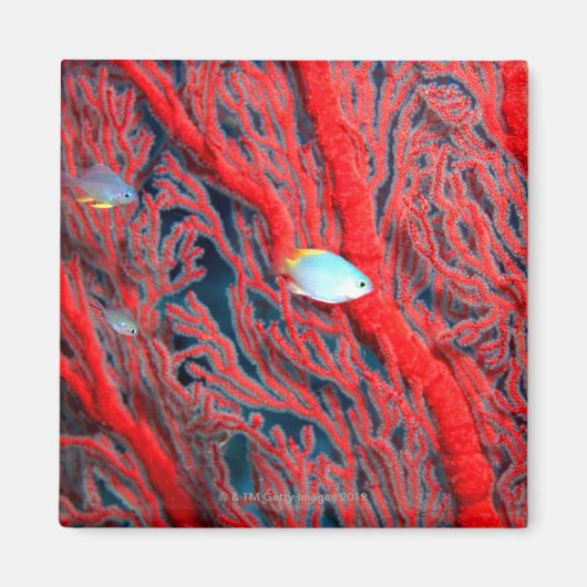 Fische schwimmen in Korallen Magnet (Vorne)