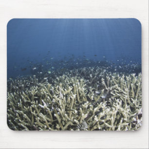 Fische schwimmen über totem Riff Mousepad