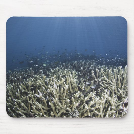 Fische schwimmen über totem Riff Mousepad (Vorne)