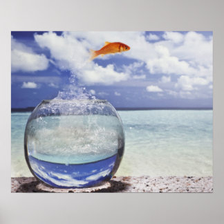 Fische springen aus dem Aquarium Poster