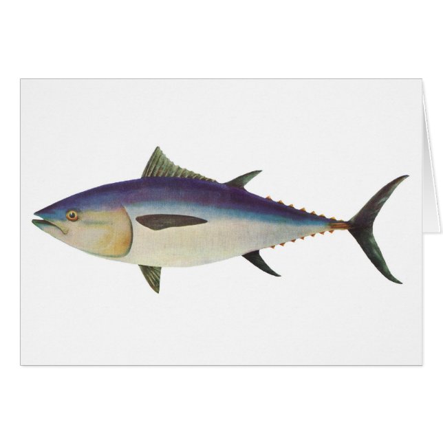 Fische - südlicher Bluefin-Thunfisch - Thunnus (Vorderseite (Horizontal))