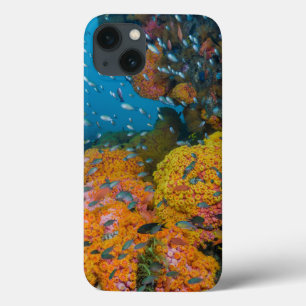 Fische unter Korallenriff iPhone 13 Hülle