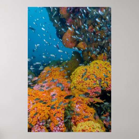Fische unter Korallenriff Poster (Vorne)