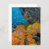 Fische unter Korallenriff Postkarte (Vorne/Hinten)