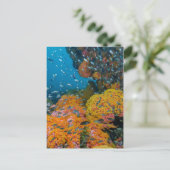 Fische unter Korallenriff Postkarte (Stehend Vorderseite)