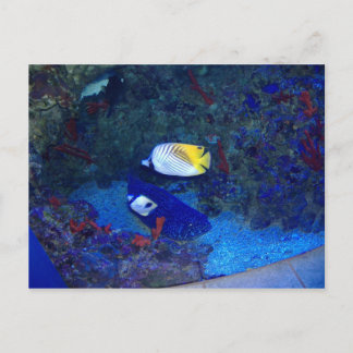 Fische von Hawaii Postkarte