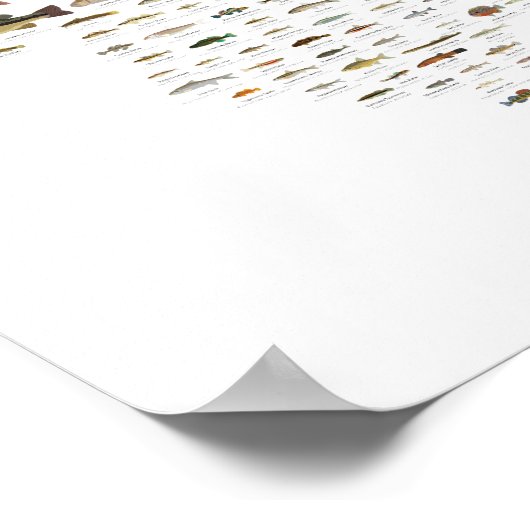 Fische von Illinois Poster (Ecke)