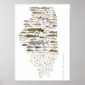 Fische von Illinois Poster (Vorne)