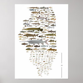 Fische von Illinois Poster