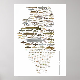 Fische von Illinois Poster