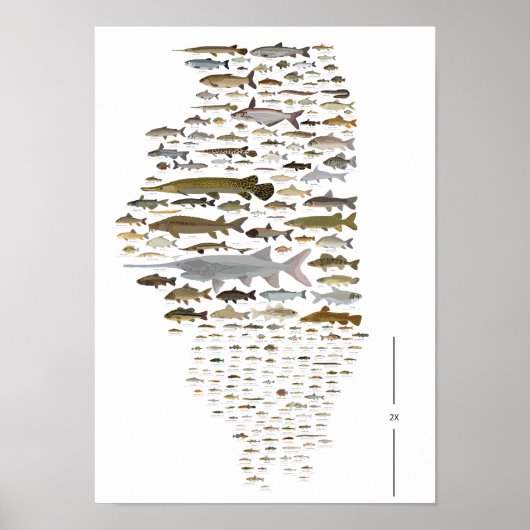 Fische von Illinois Poster (Vorne)
