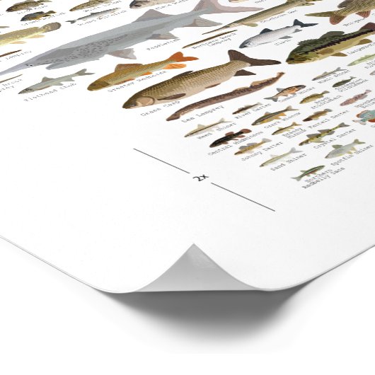 Fische von Minnesota Poster (Ecke)