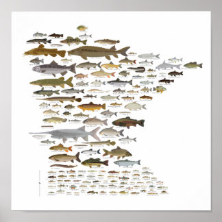 Fische von Minnesota Poster