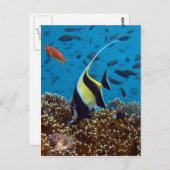 Fische Wassertiere Postkarte (Vorne/Hinten)