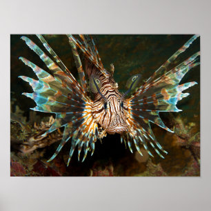 Fischen Sie nah auf! Sehr nahes und intensives Fot Poster