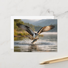 Fischender Fischadler in den schottischen Highland Postkarte